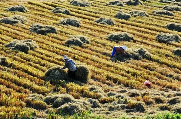Hoa Vàng Trên Cỏ Xanh - Ngây Ngất Cảnh Sắc Phú Yên Hoa Vàng Trên Cỏ Xanh 3 hoa vang tren co xanh phu yen 3