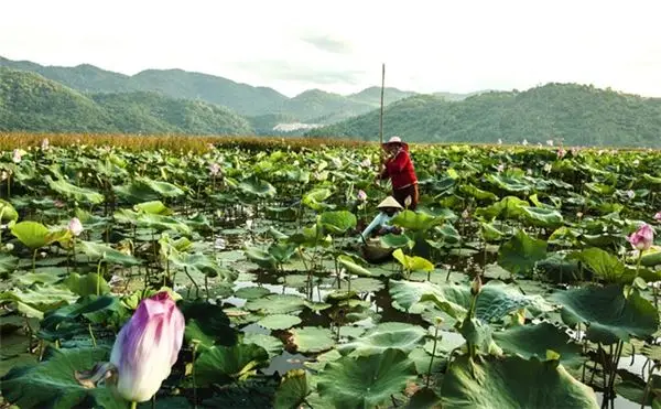 Hoa Vàng Trên Cỏ Xanh - Ngây Ngất Cảnh Sắc Phú Yên Hoa Vàng Trên Cỏ Xanh 7 hoa vang tren co xanh phu yen 7